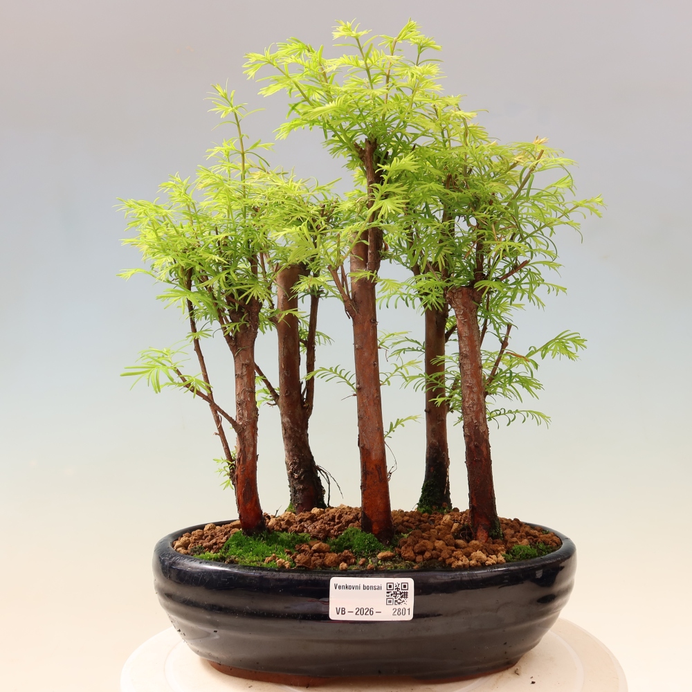 Buitenbonsai - Metasequoia glyptostroboides - Chinese metasequoia - bosje