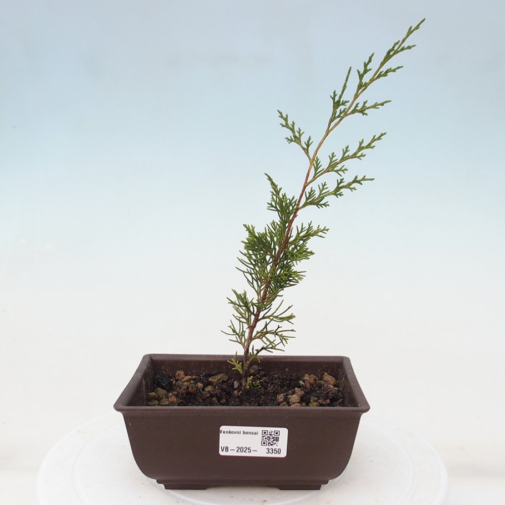 Bonsai voor buiten - Juniperus chinensis Itoigawa