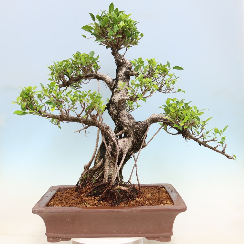 Kamerbonsai - Ficus kimmen - kleinbladige ficus