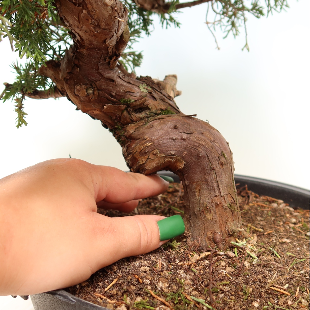 Bonsai voor buiten - Juniperus chinensis Itoigawa-Juniperus chinensis