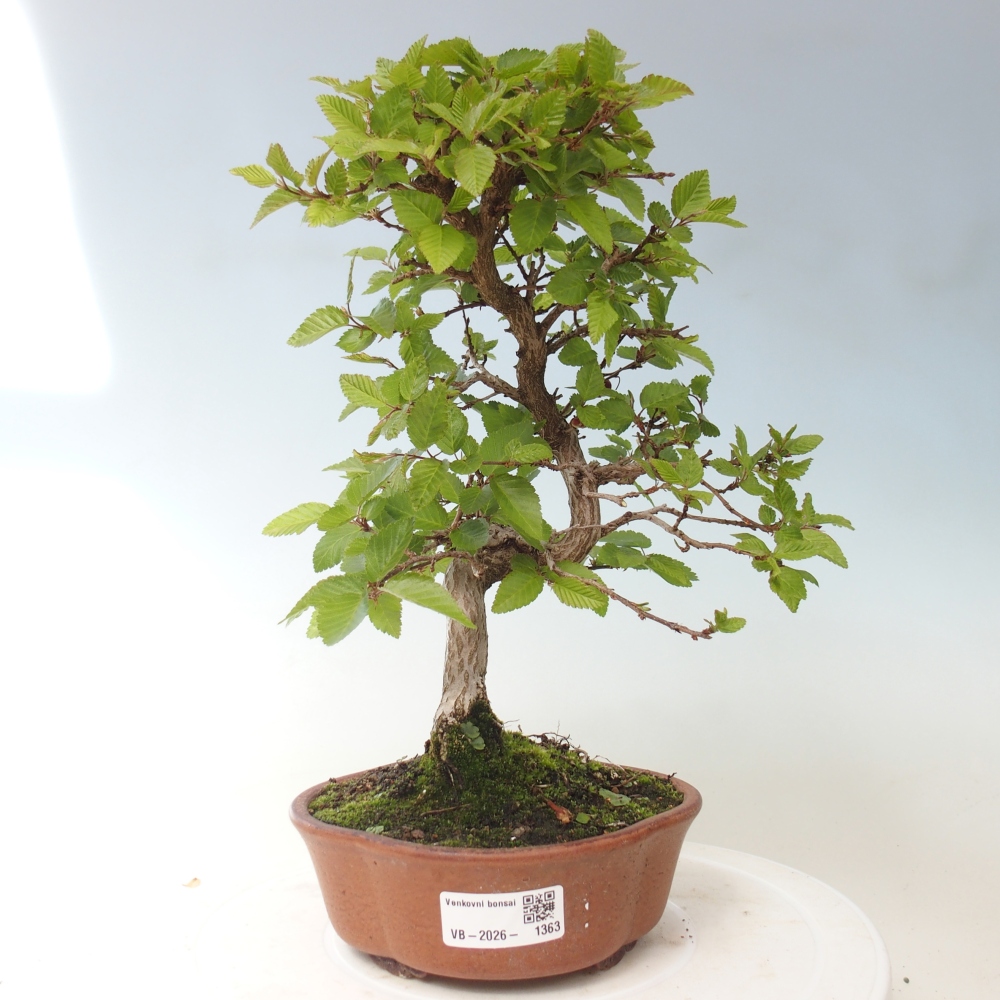 Bonsai voor buiten -Carpinus CARPINOIDES - Koreaanse haagbeuk