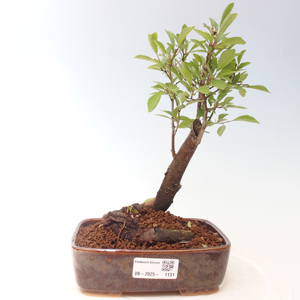 Bonsai voor buiten - Prunus spinosa