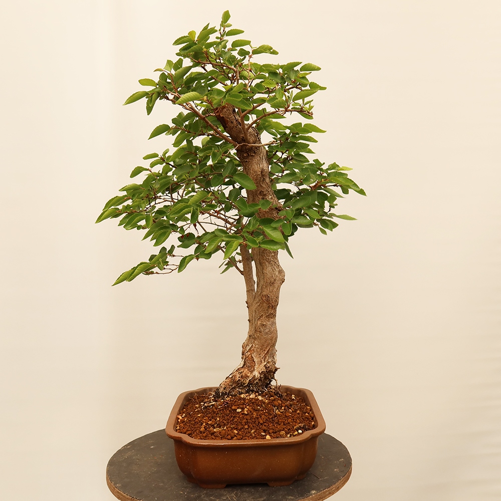 Bonsai voor buiten -Carpinus Coreana - Koreaanse haagbeuk
