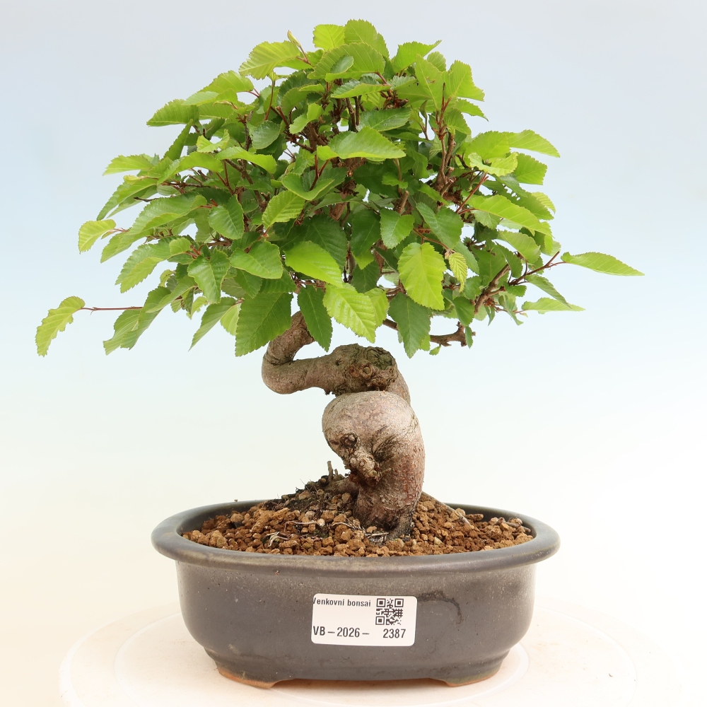 Bonsai voor buiten -Carpinus Coreana - Koreaanse haagbeuk