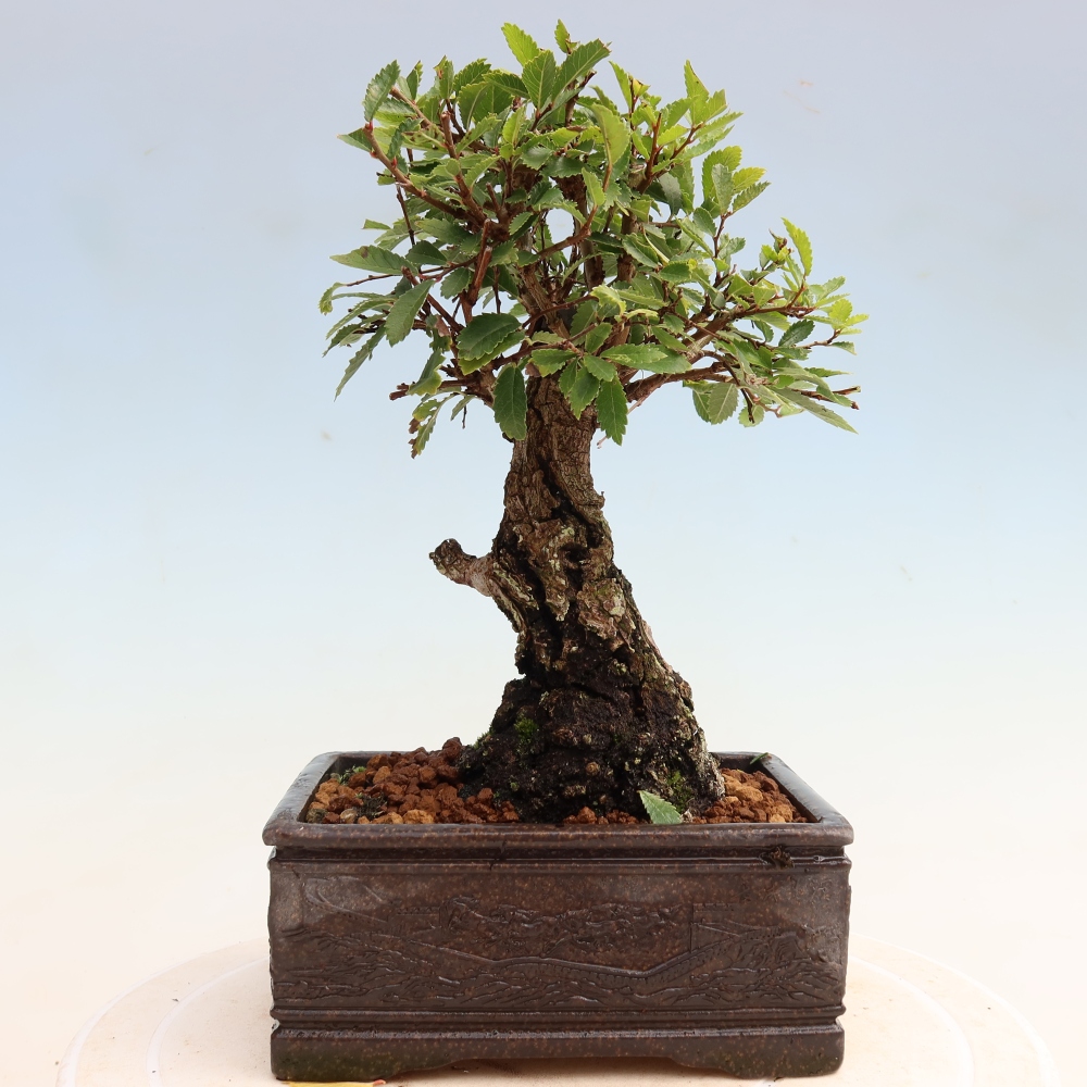 Bonsai voor buiten - Zelkova - Zelkova NIRE