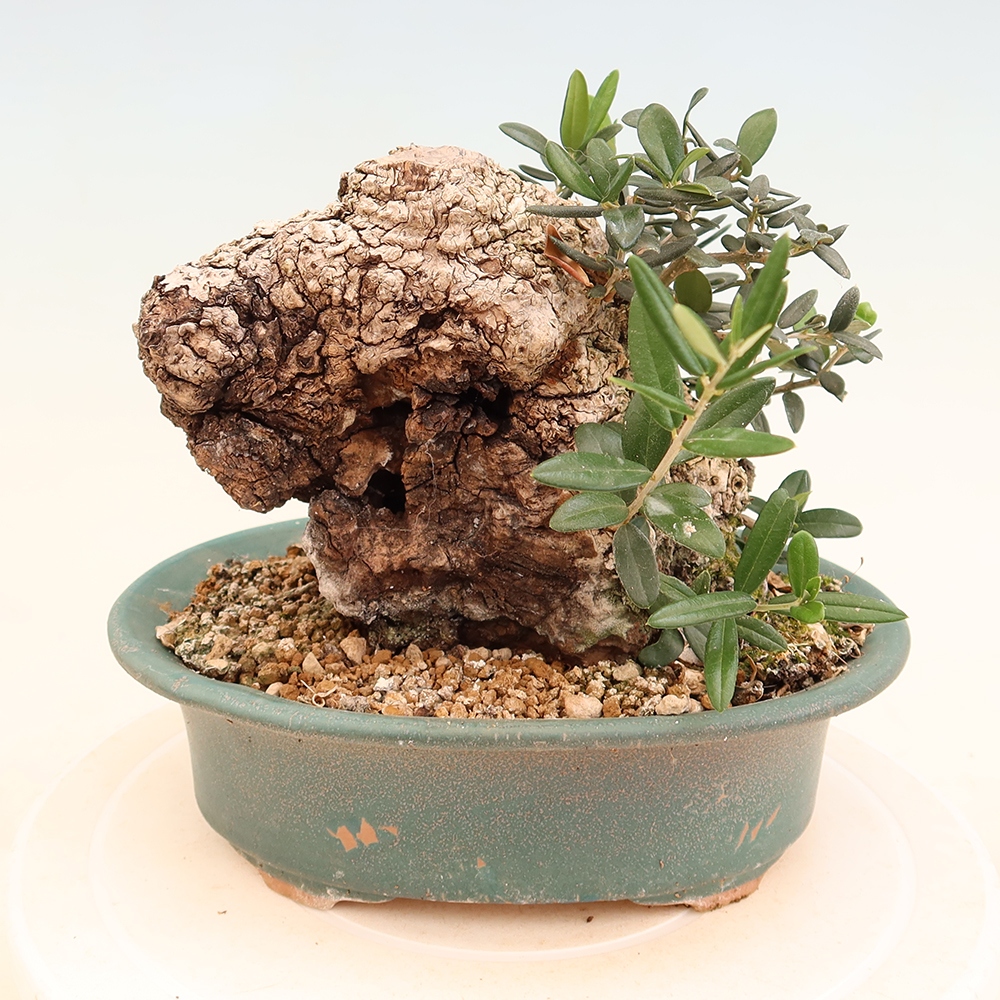 Bonsai voor binnen - Olea europaea sylvestris