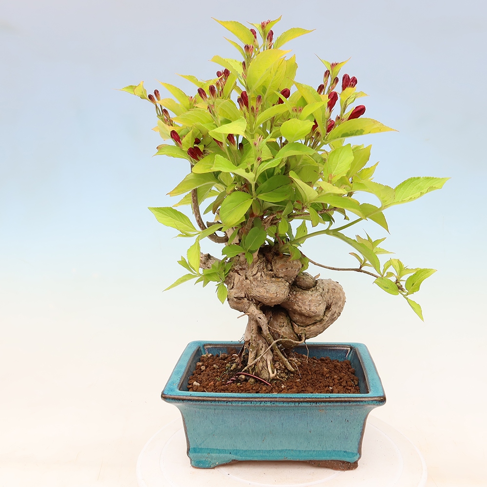 Buitenbonsai - Weigela subsessilis - Koreaanse weigela