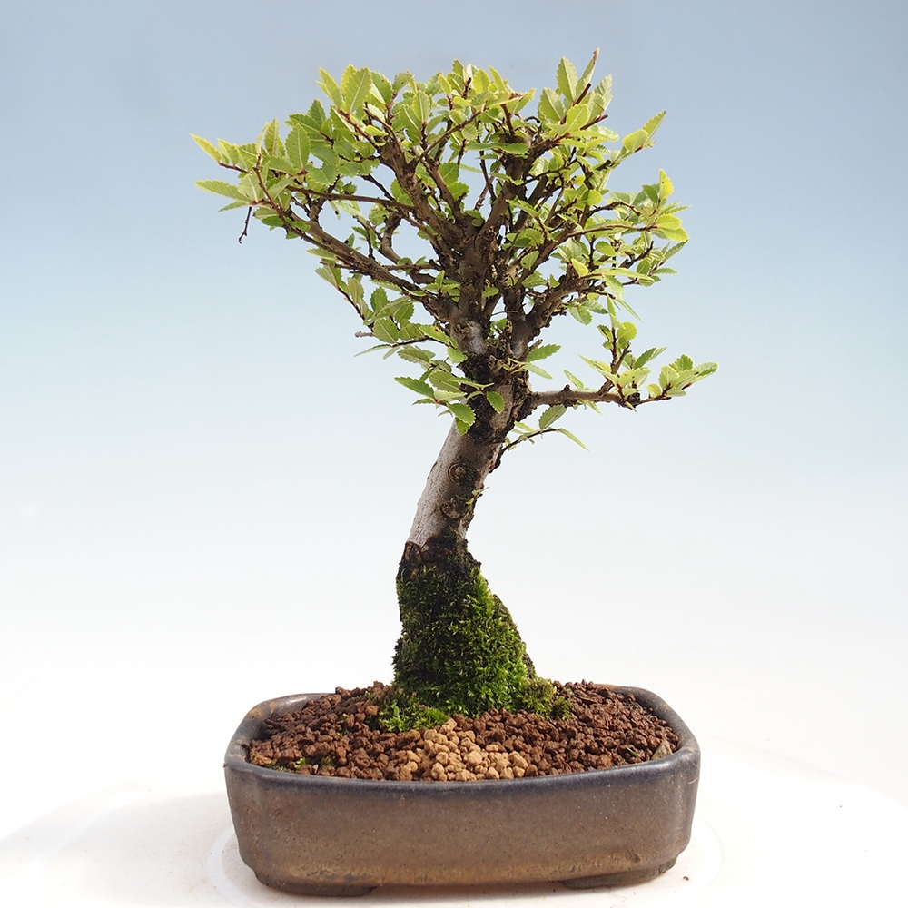 Bonsai voor buiten - Zelkova - Zelkova NIRE