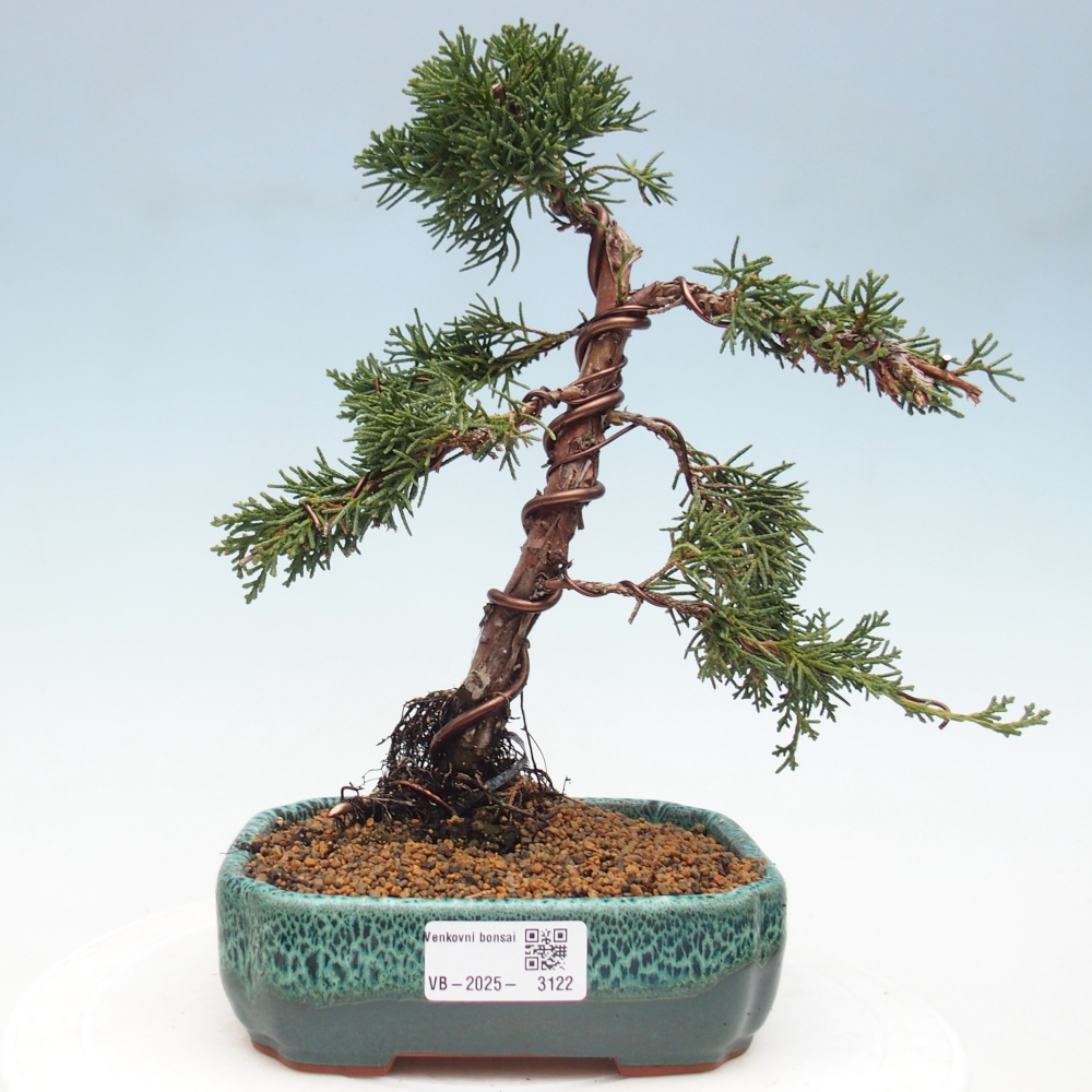 Bonsai voor buiten - Juniperus chinensis Kishu