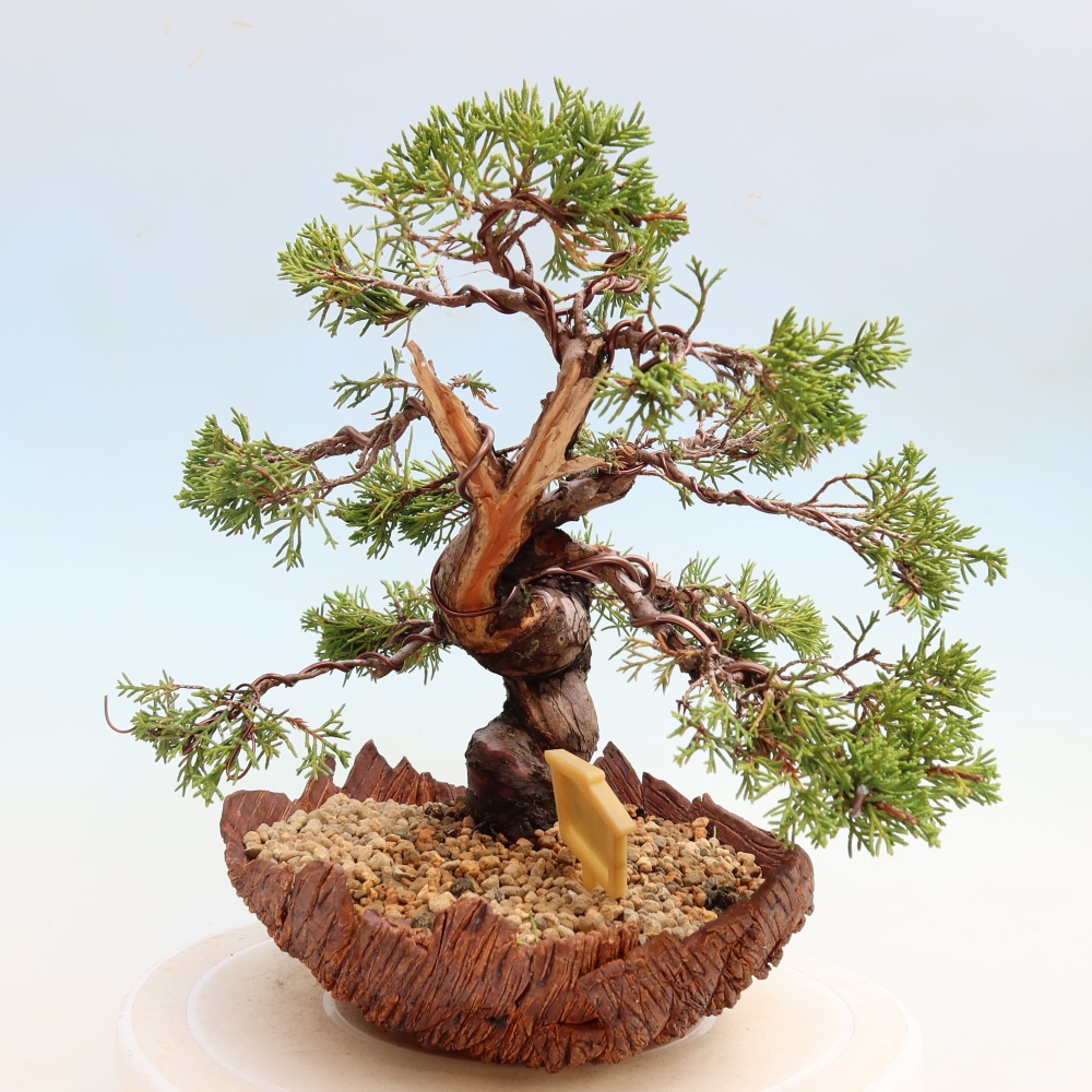 Bonsai voor buiten - Juniperus chinensis Itoigawa-Juniperus chinensis