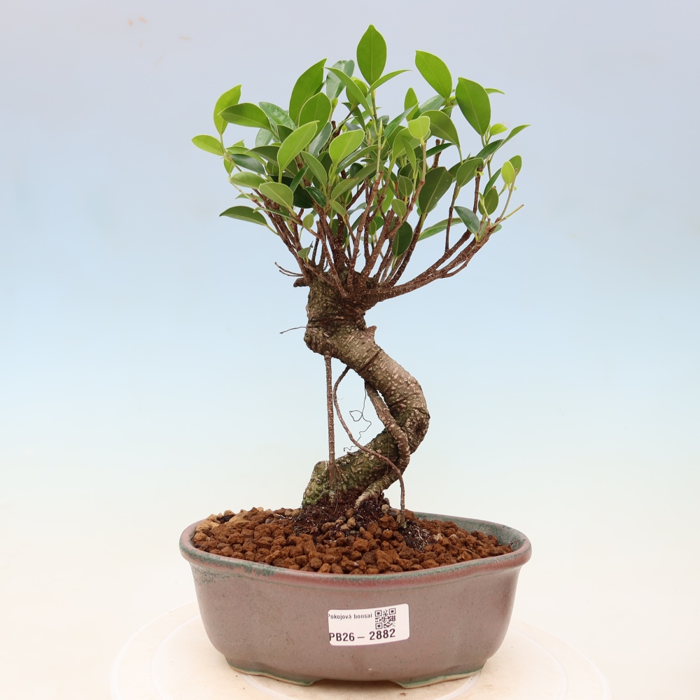 Kamerbonsai - Ficus kimmen - kleinbladige ficus