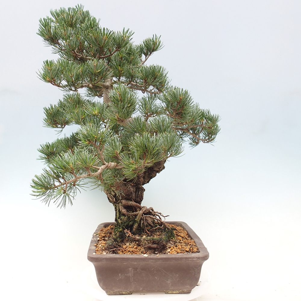 Bonsai voor buiten - Pinus parviflora - Pinus parviflora