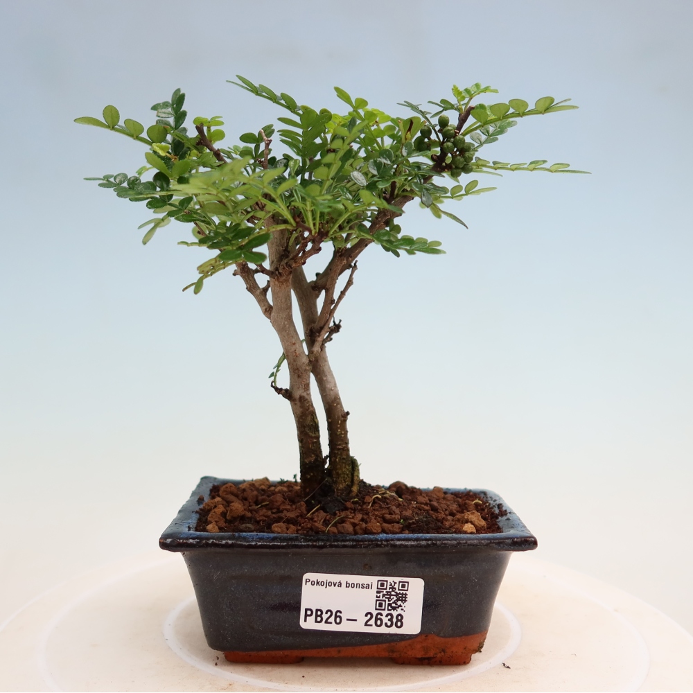 Kamerbonsai - Zantoxylum piperitum - peperboom