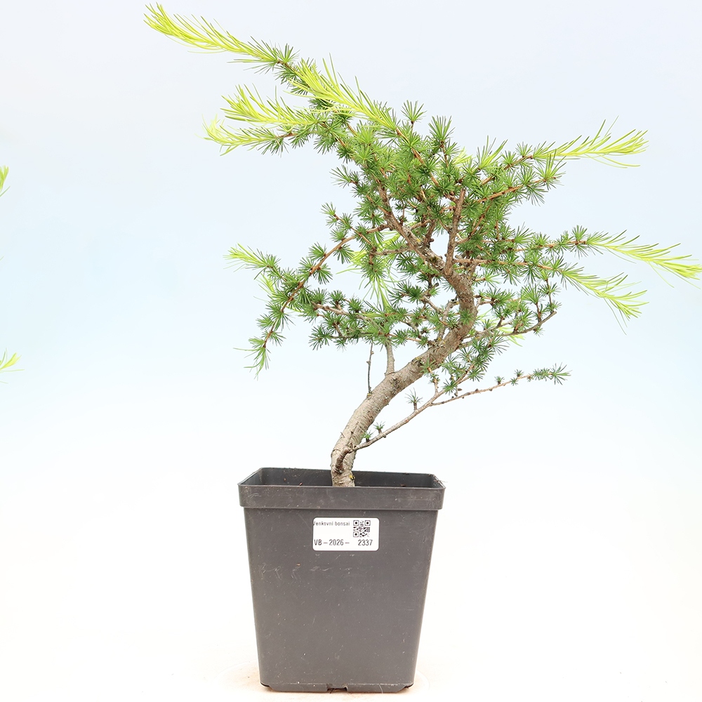 Bonsai voor buiten -Larix decidua - Lariks