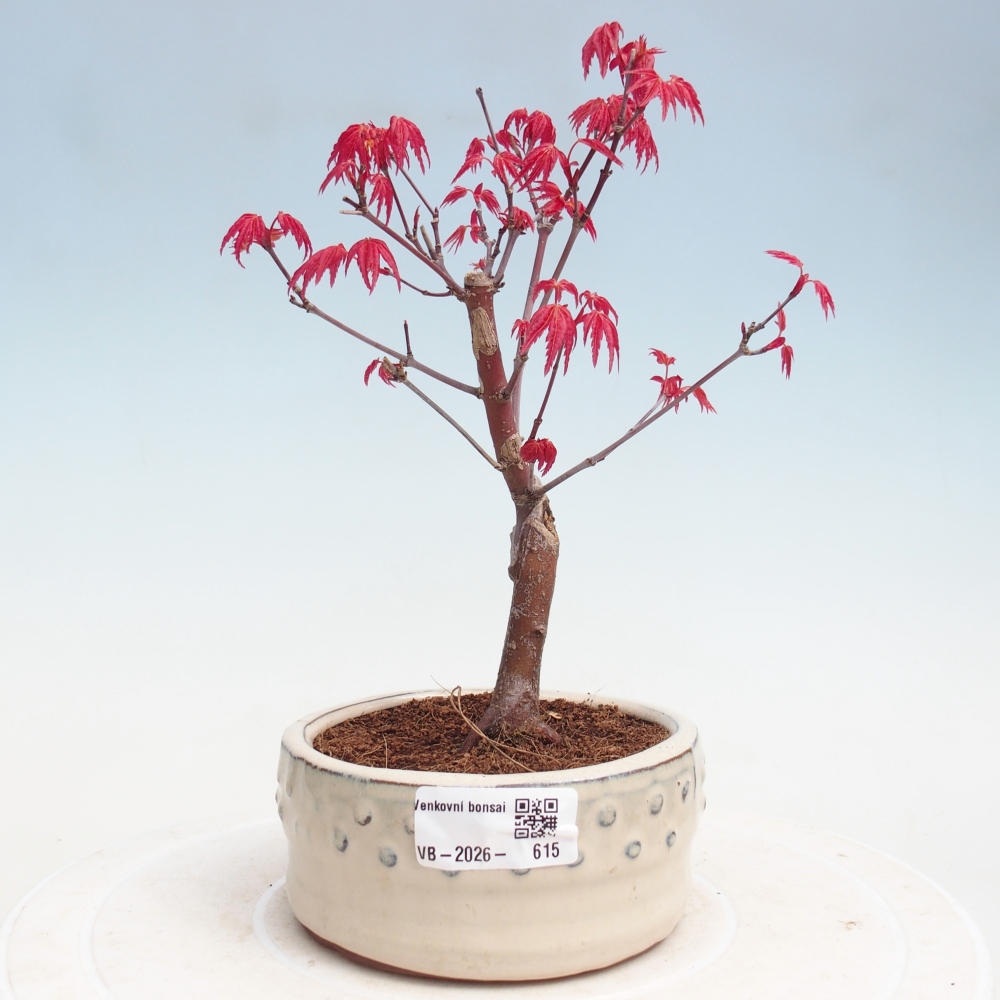 Bonsai voor buiten - Acer palmatum DESHOJO