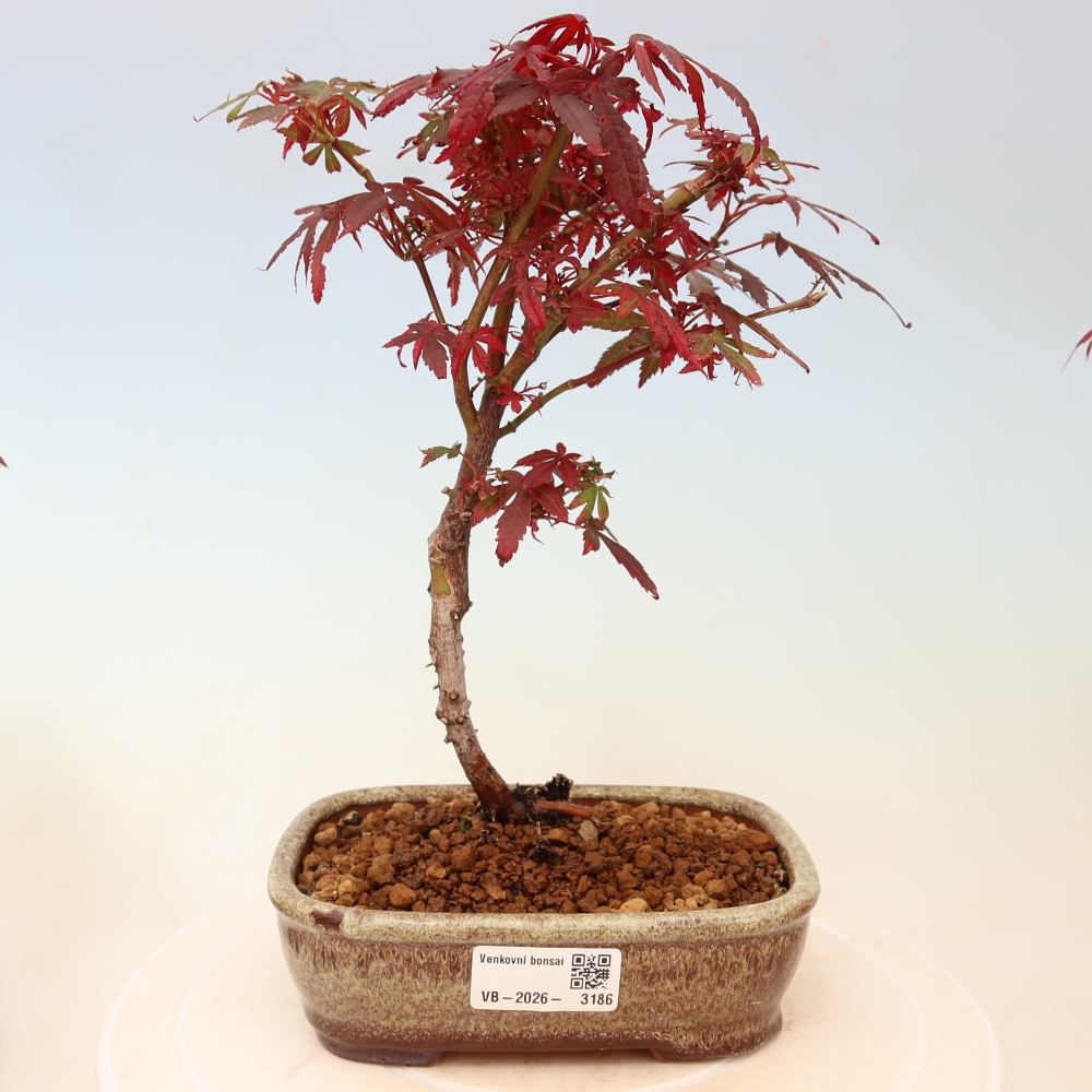 Buitenbonsai - Palmbladige esdoorn  - Acer palmatum Berry Broom 
