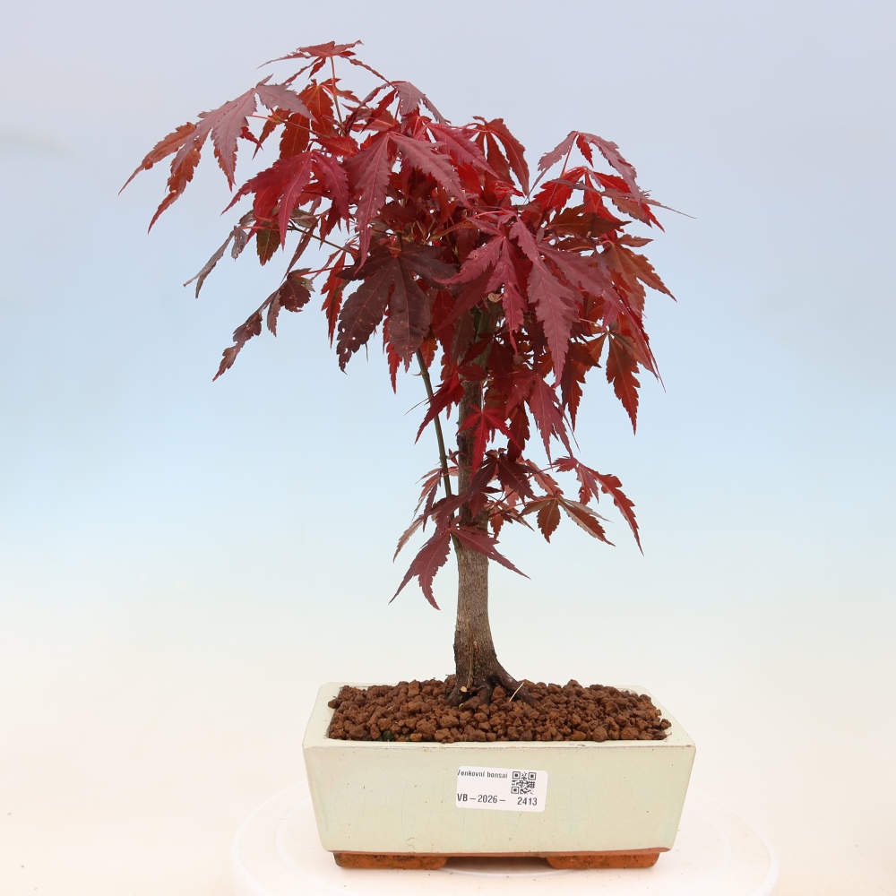 Bonsai voor buiten - Acer palm. Atropurpureum-Javorpalm