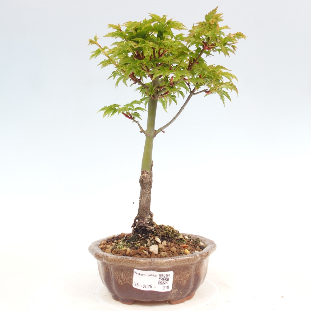 Bonsai voor buiten -Javor kleinbladige SHISHIGASHIRA