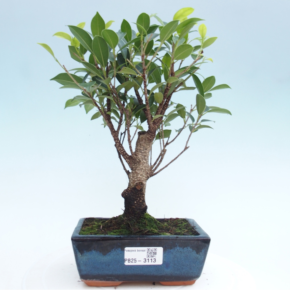 Kamerbonsai - Ficus retusa - kleinbladige ficus