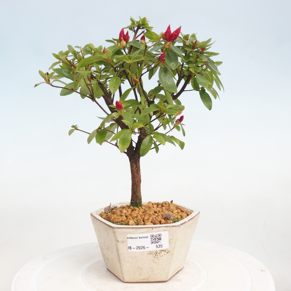 Bonsai voor buiten - Japanse azalea - Azalea sp.