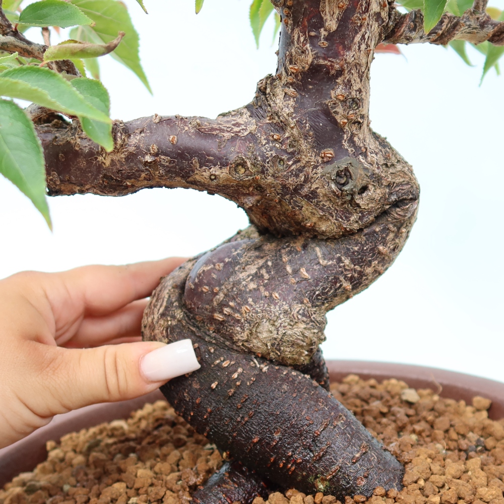 Bonsai voor buiten – Japanse abrikoos – Prunus Mume