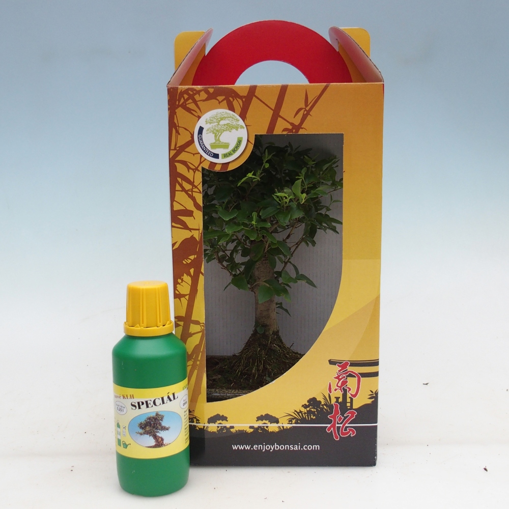 Kamerbonsai in geschenkverpakking Ligustrum chinensis - Vogelsnavel