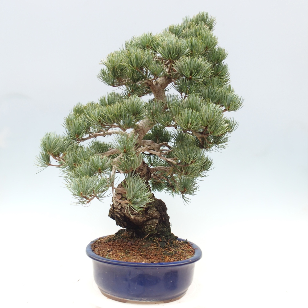 Bonsai voor buiten - Pinus parviflora - Pinus parviflora