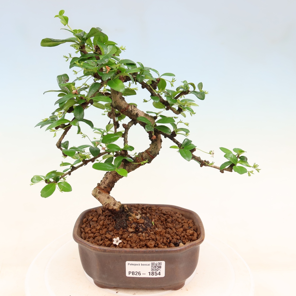 Kamerbonsai - Carmona macrophylla - Thee fuki