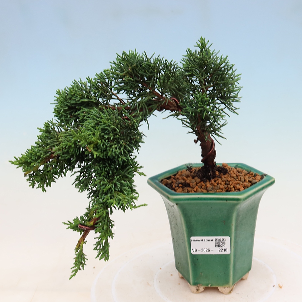 Bonsai voor buiten - Juniperus chinensis Kishu