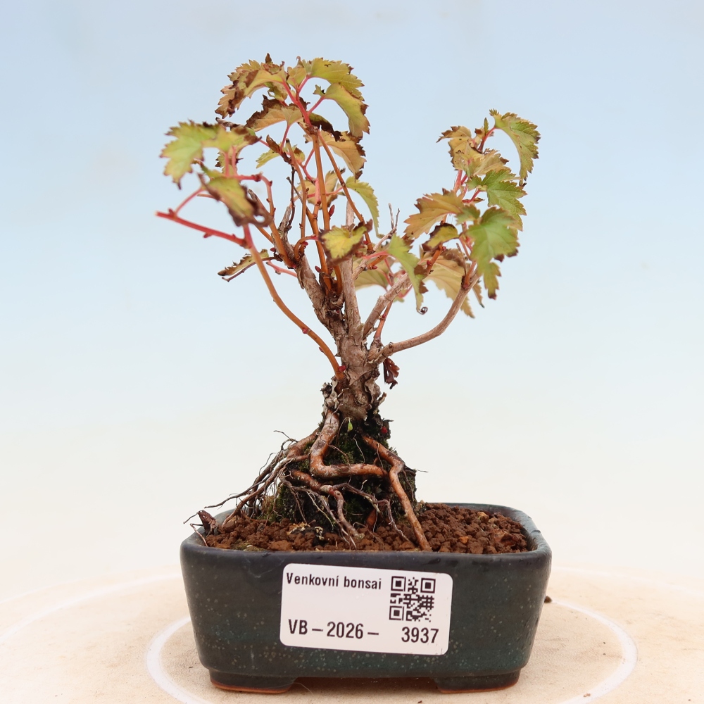 Bonsai voor buiten -  Stephanandra incisa - Gebogen kroonplant