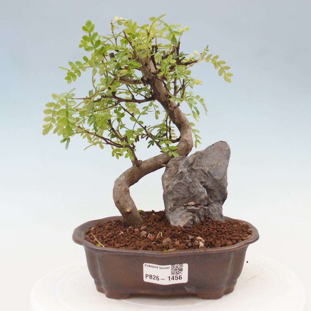 Kamerbonsai - Zantoxylum piperitum - peperboom