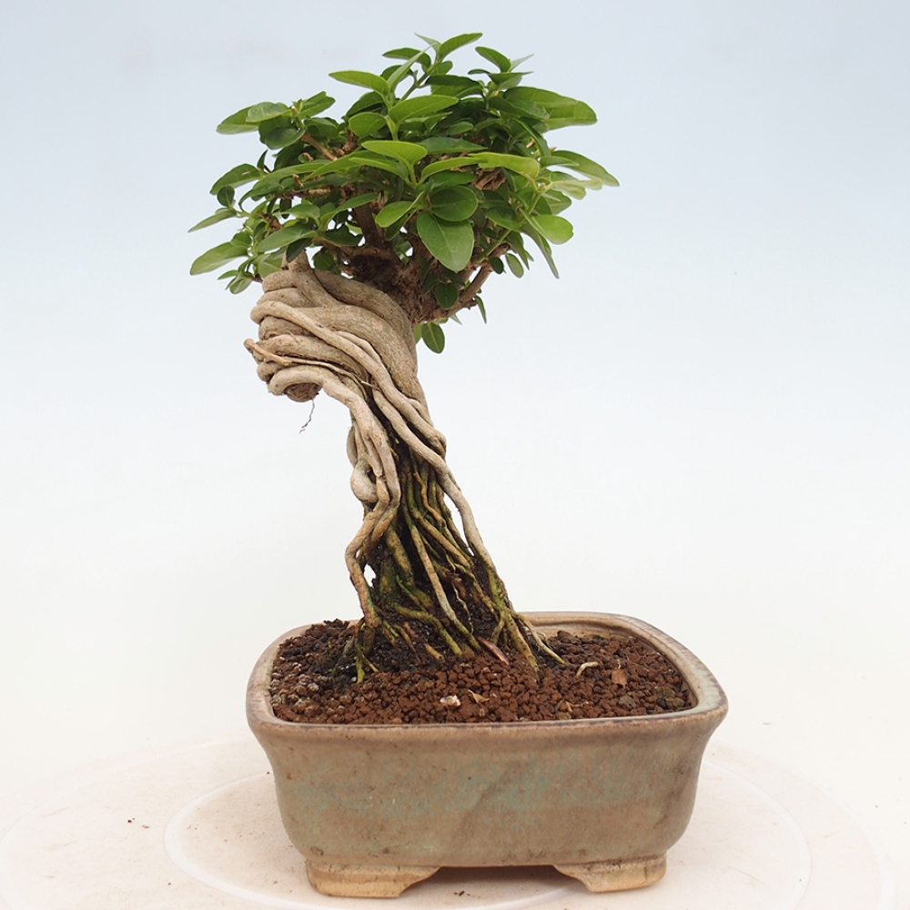 Bonsai voor binnen - Premna serratifolia - Kozlovna malolista