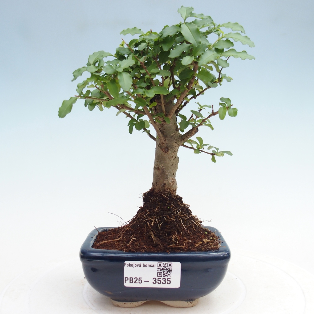 Kamerbonsai -Ligustrum chinensis - Vogelsnavel