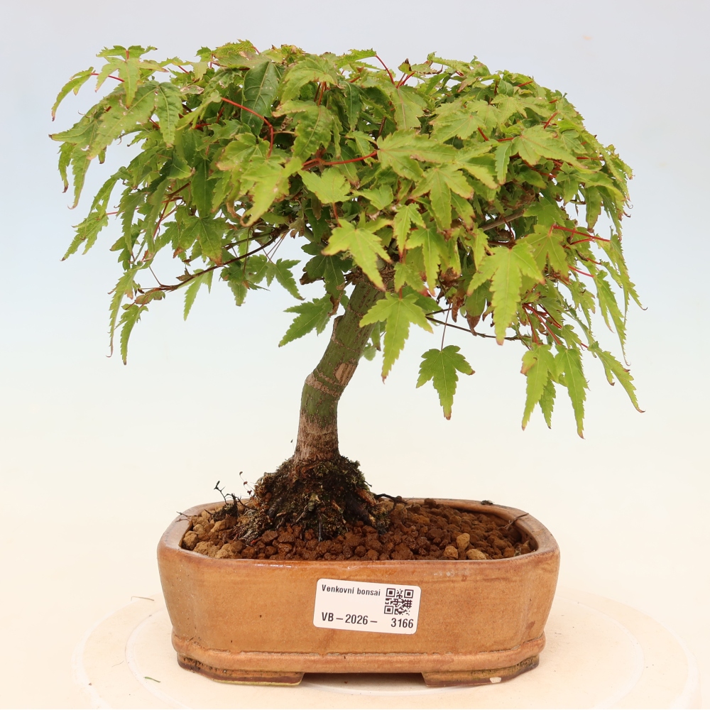 Acer palmatum KIOHIME - Palmeta-esdoorn