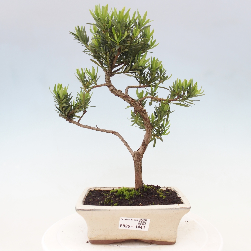 Kamerbonsai - Podocarpus - Taxus