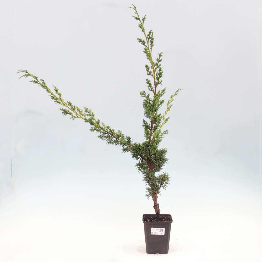 Bonsai voor buiten - Juniperus chinensis Kishu