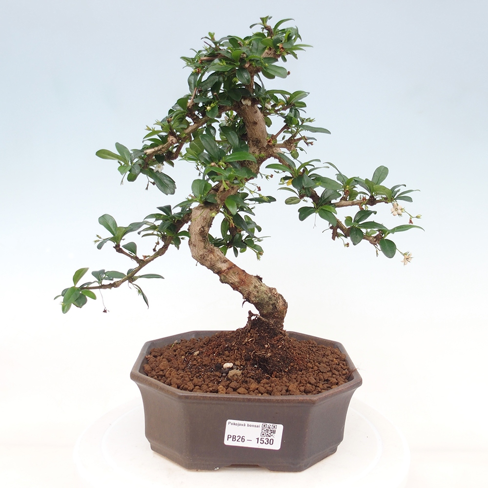 Kamerbonsai - Carmona macrophylla - Thee fuki