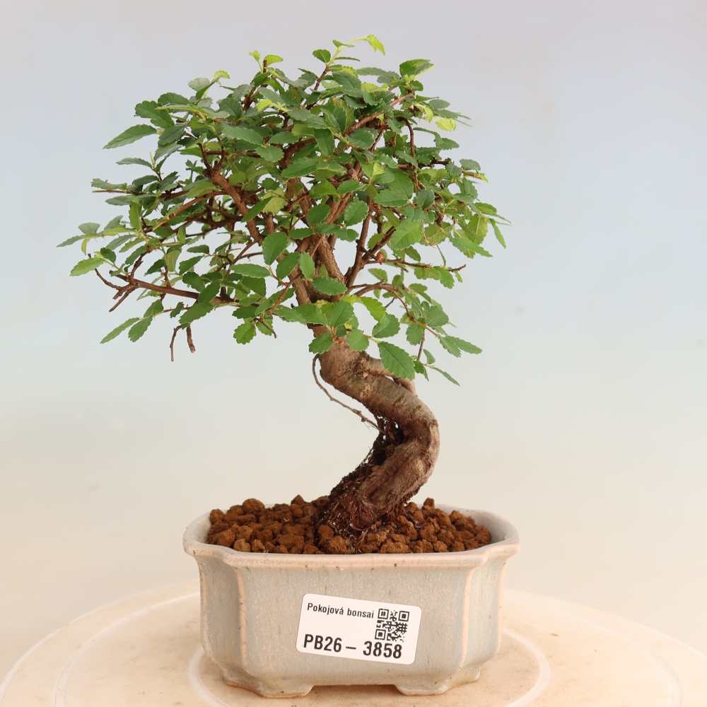 Kamerbonsai - Ulmus parvifolia - Winteriep