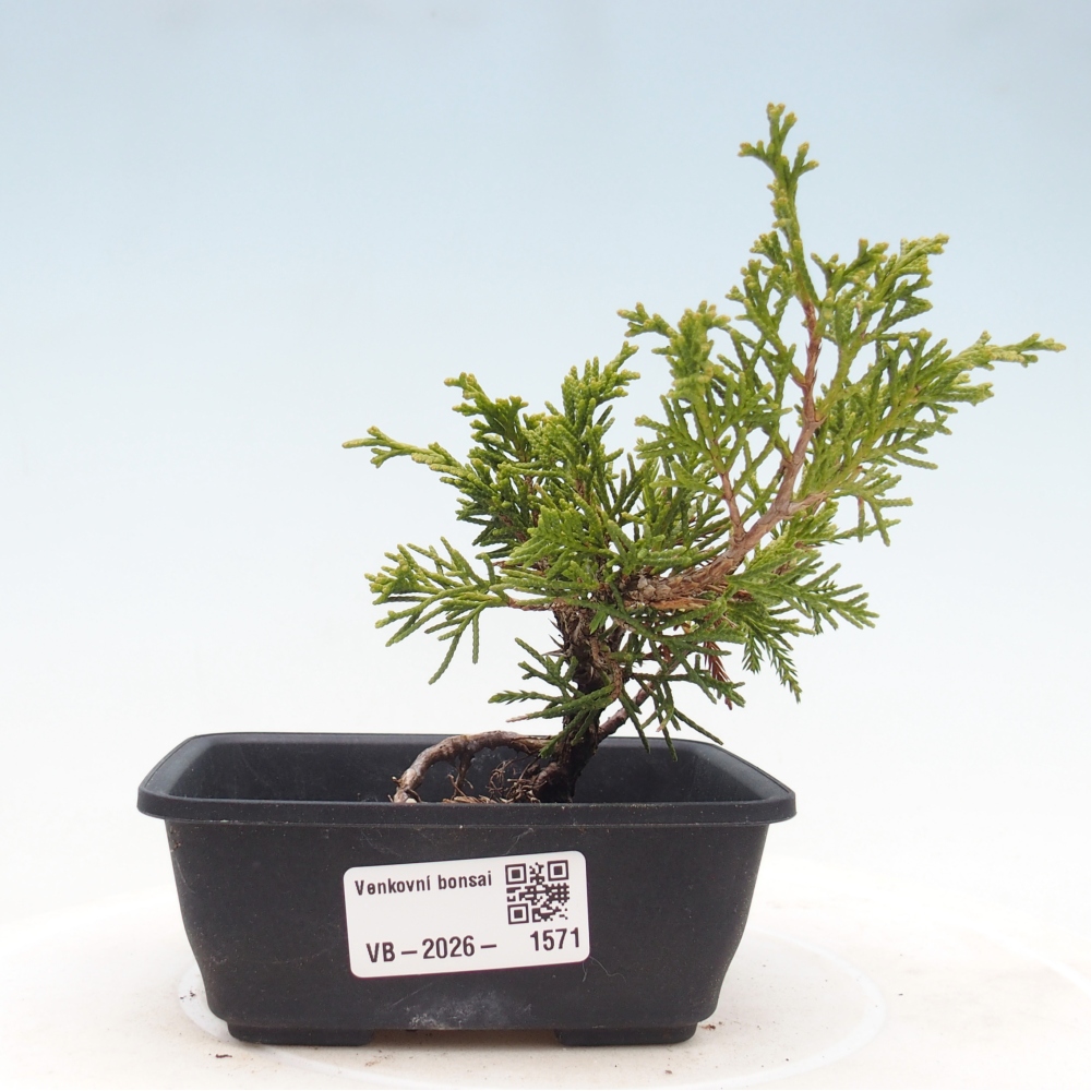 Bonsai voor buiten - Juniperus chinensis Itoigawa