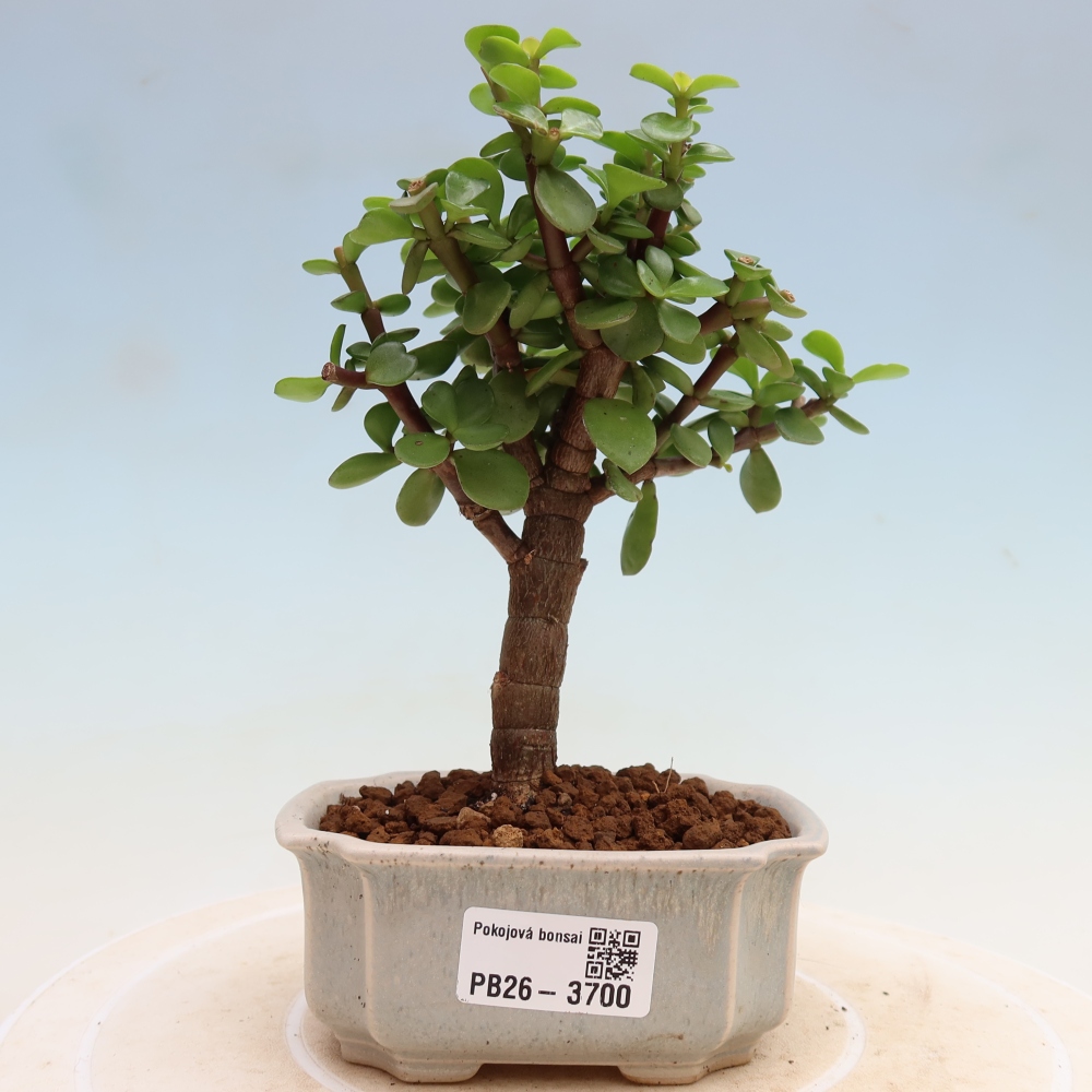 Kamerbonsai - Portulakaria Afra - Tlustice