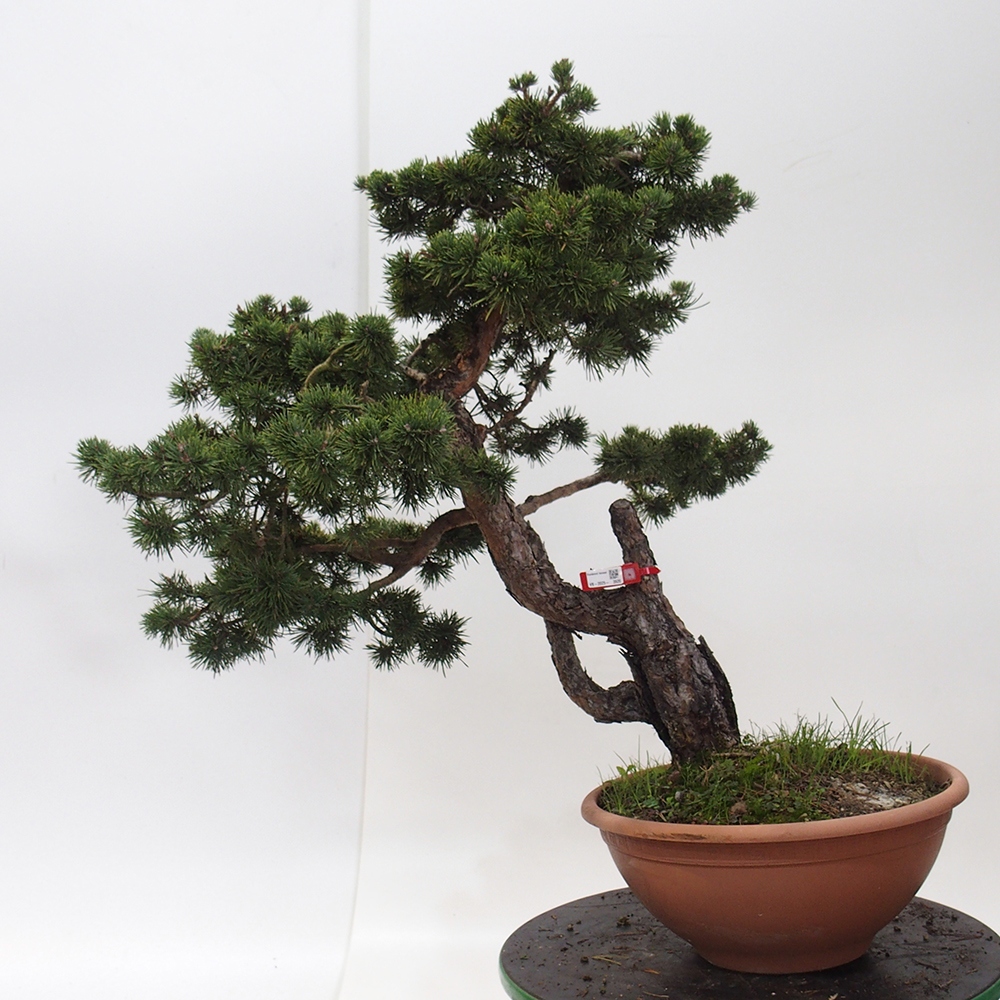 Yamadori - Pinus sylvestris Spanje