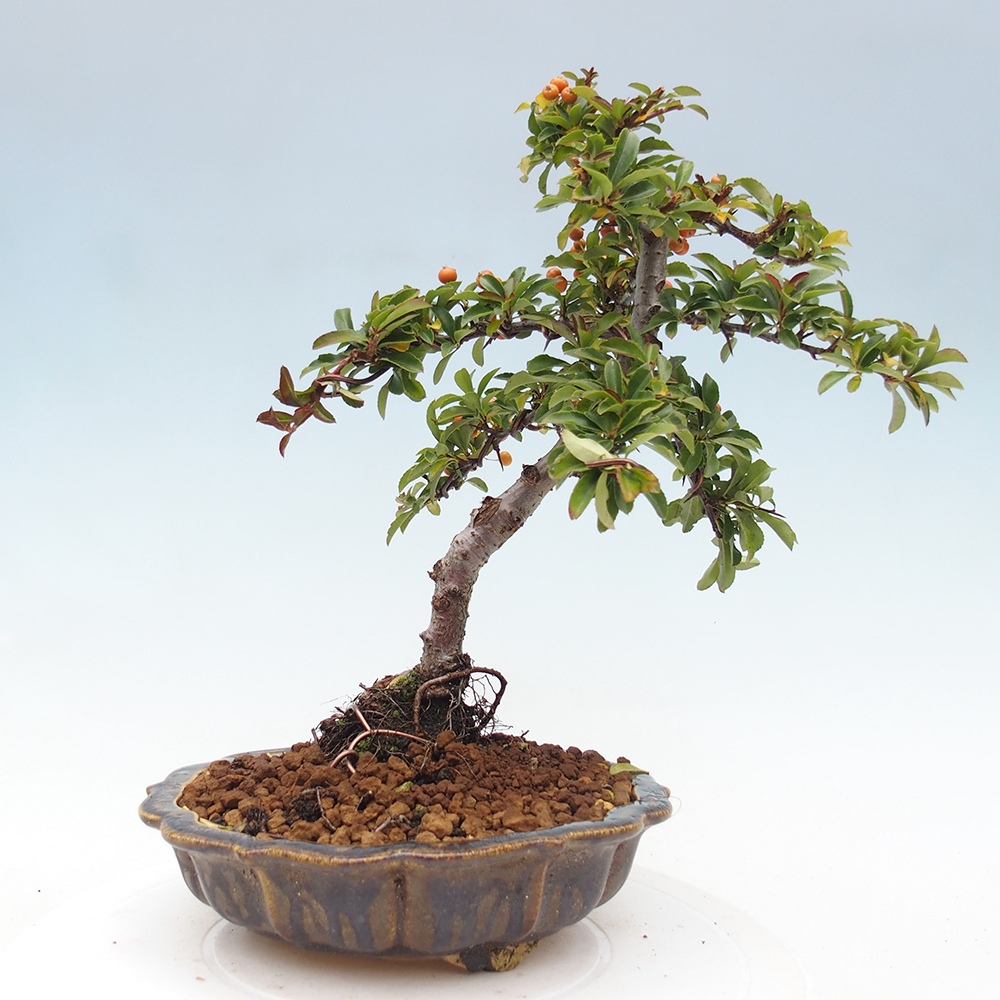 Bonsai-Pyracantha Teton voor buiten -Hlox