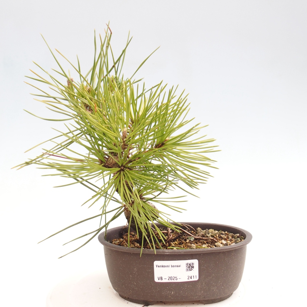 Bonsai voor buiten - Pinus thunbergii - Thunberg den