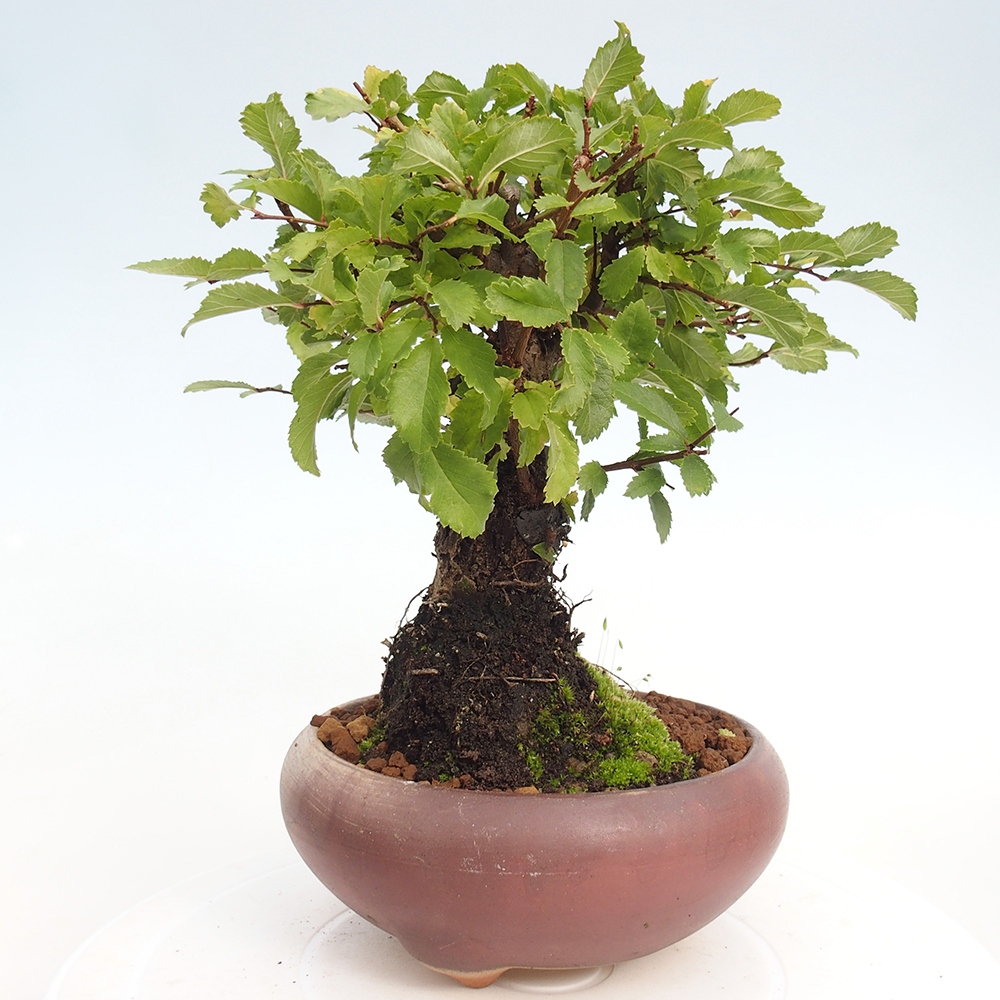 Bonsai voor buiten - Zelkova - Zelkova NIRE