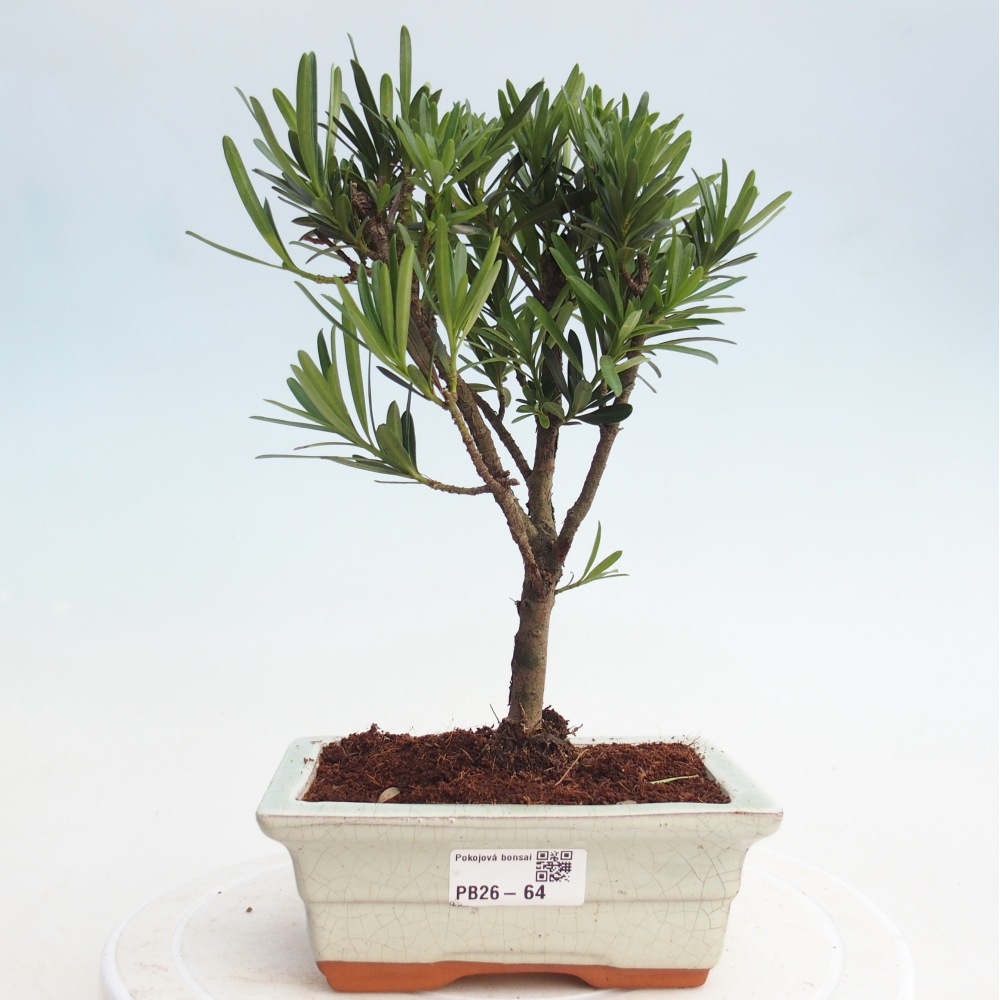 Kamerbonsai - Podocarpus - Taxus