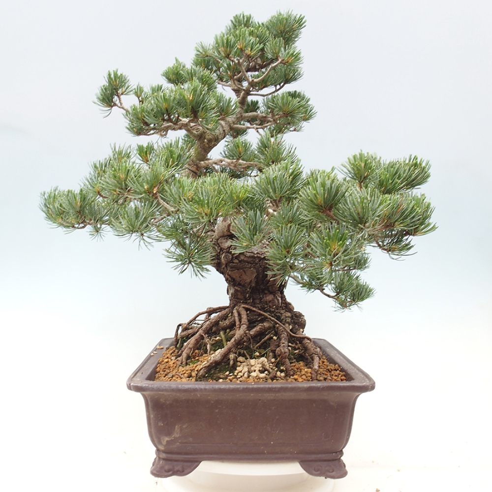 Bonsai voor buiten - Pinus parviflora - Pinus parviflora