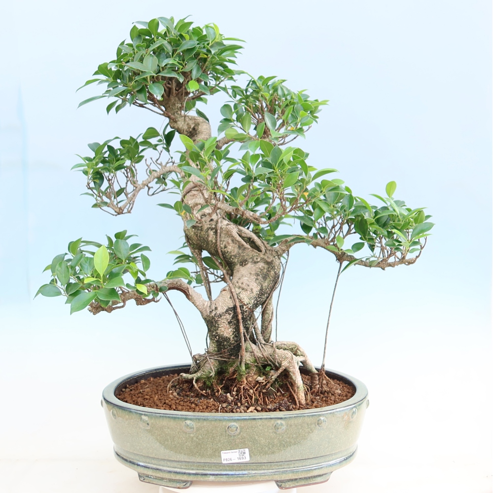 Kamerbonsai - Ficus kimmen - kleinbladige ficus