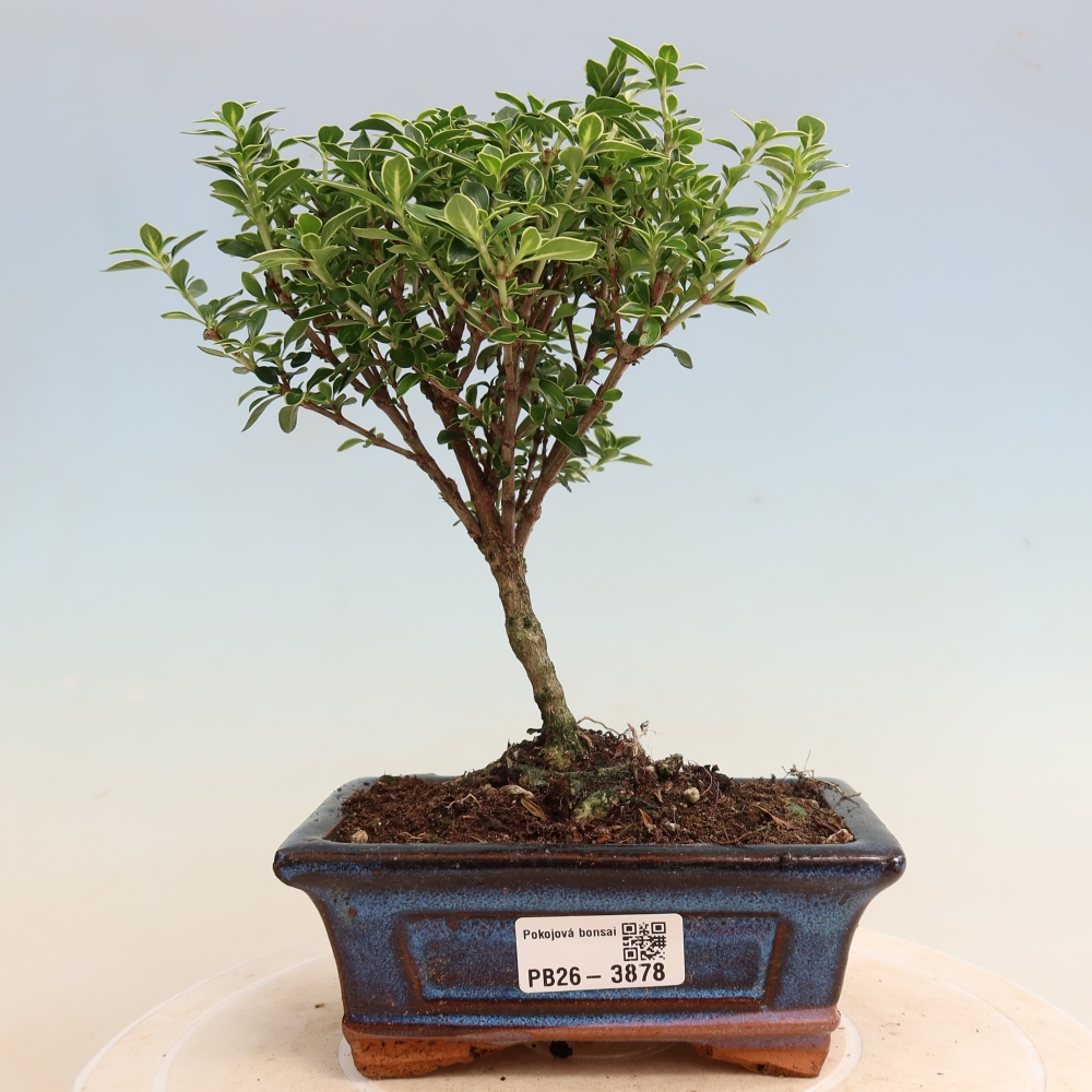 Kamerbonsai - Serissa foetida Variegata - Boom van duizend sterren