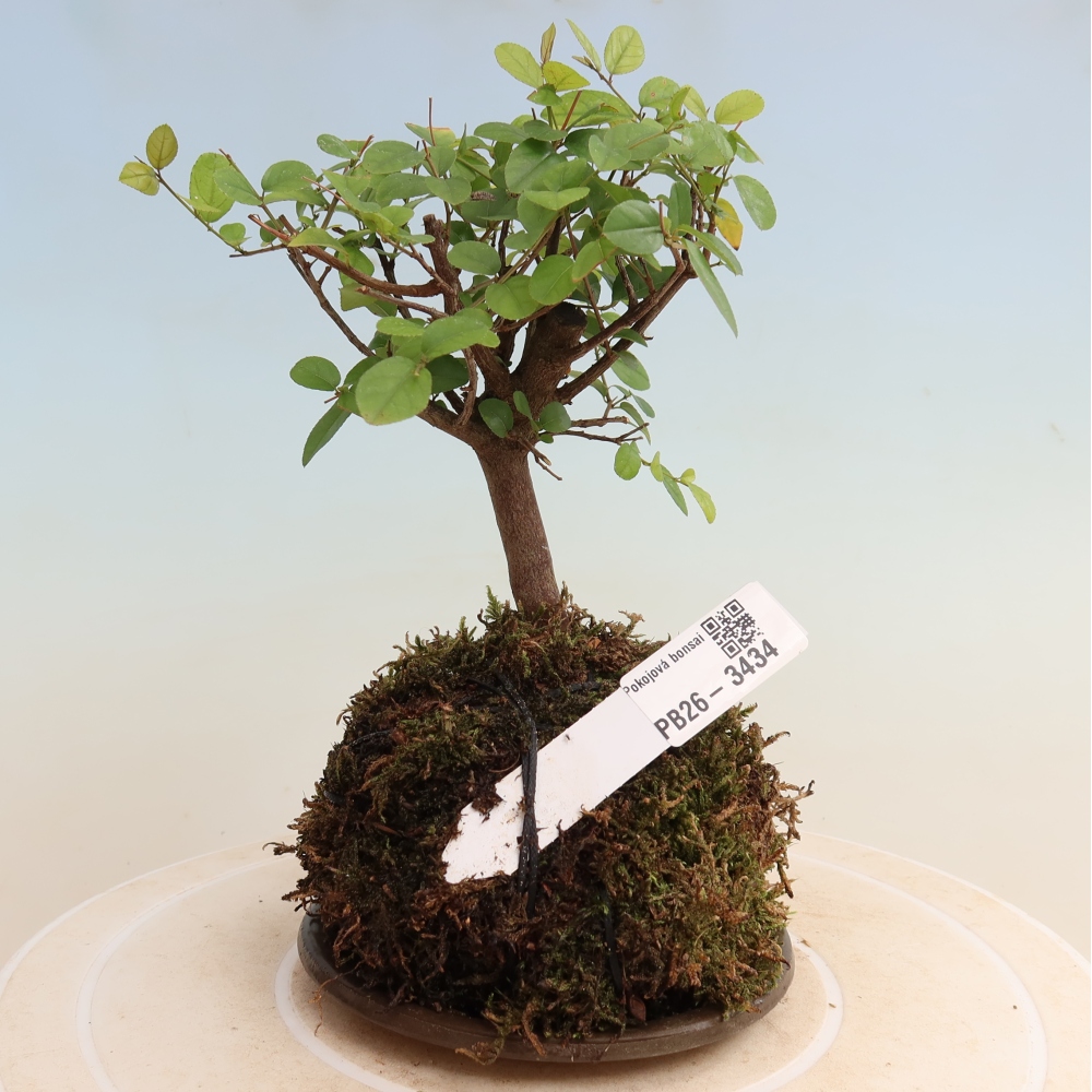 Kokedama met schaal - Sagerécie thea - Sagerécie thea