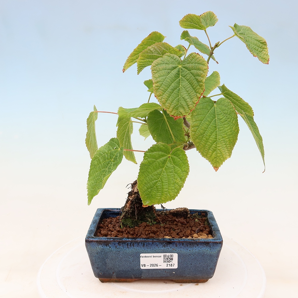 Buitenbonsai - Hartbladige linde - Tilia cordata